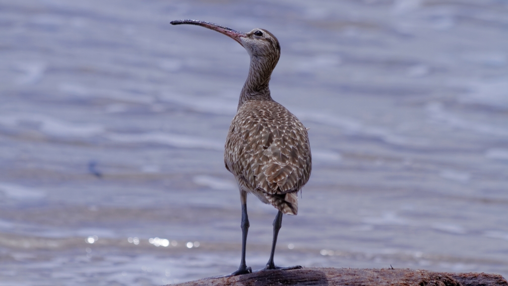 20 - Cahuita NP (10).jpg